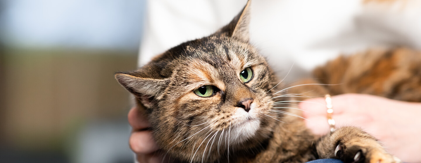 Bệnh toxoplasmosis – Kí sinh trùng trên chó mèo – Hỏi Đáp Thú y